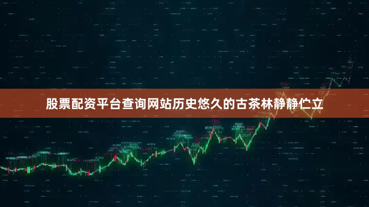 股票配资平台查询网站历史悠久的古茶林静静伫立